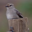 Old World Flycatchers